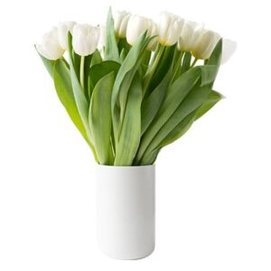 Bunga Tulip Putih