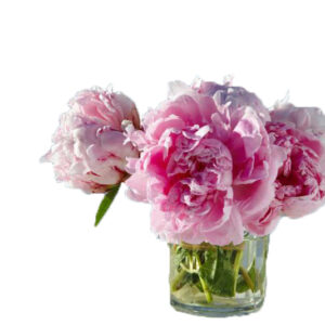 Bunga Peony