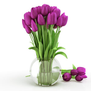 Bunga Tulip Ungu